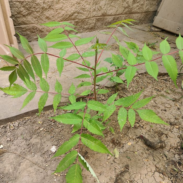 Саженцы дерева Сумах продам