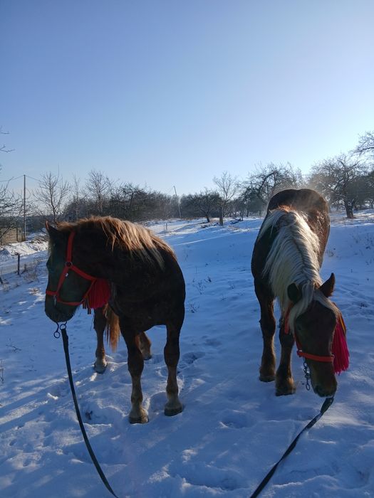 De vânzare doi harmasari