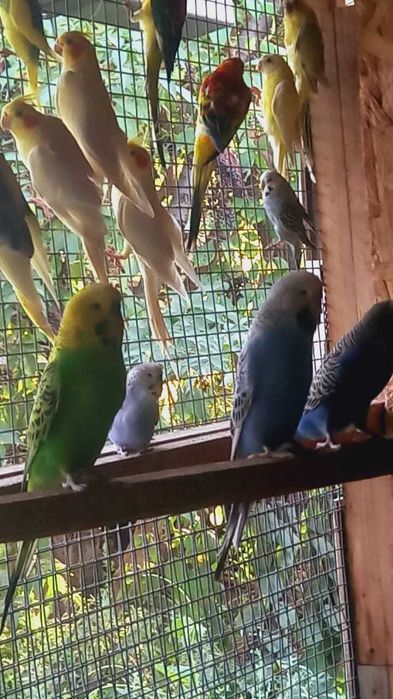 Волнистые попугаи