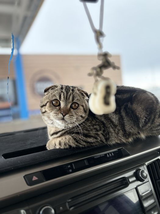 Шотландский кошка