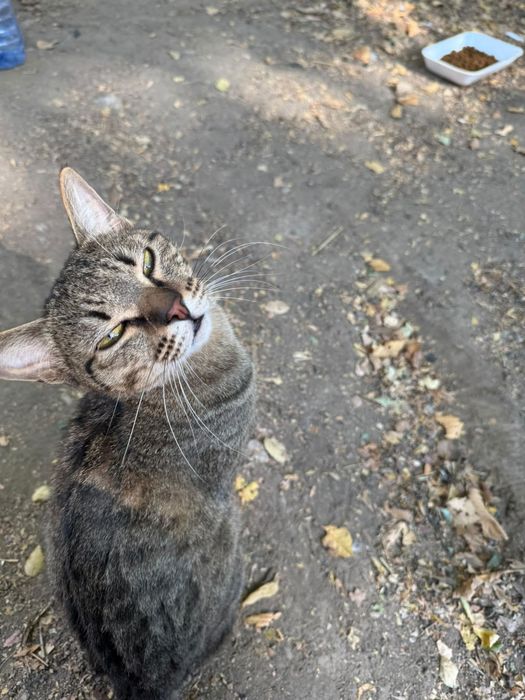 Котята бесплатно