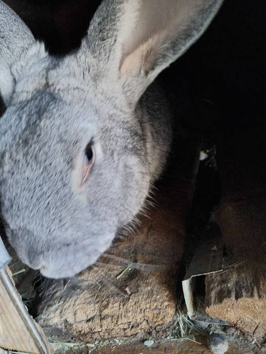 Кролики и крольчата