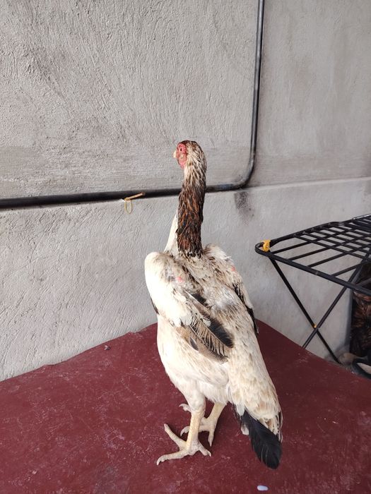 Бойцовский жұмытрка яйца