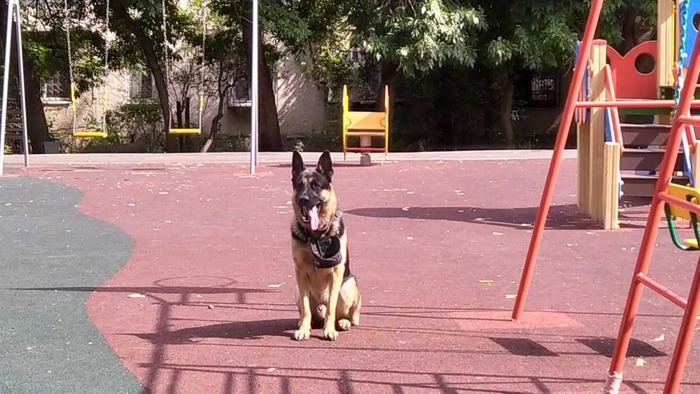 НЕ ПРОДАЕТЬСЯ! Кобель для вязки ВЕО