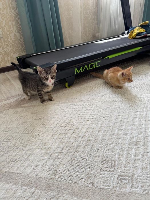 Котята отдадим бесплатно . Очень хорошие котята .