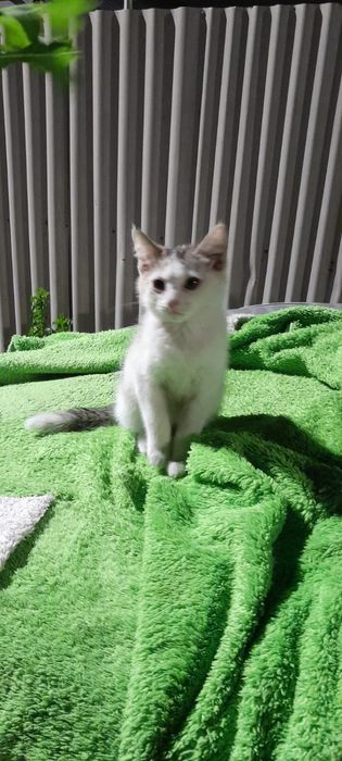 Ищем дом котенку девочке