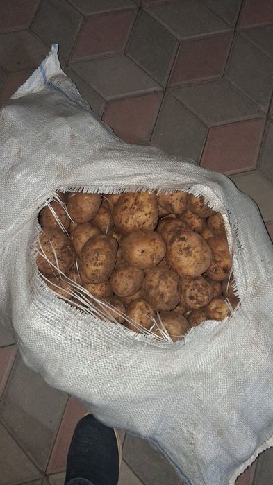 СРОЧНО продам картошку