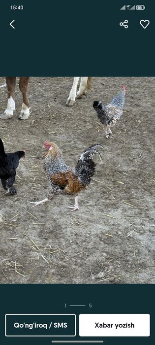 Soglom Xurozla xonaki