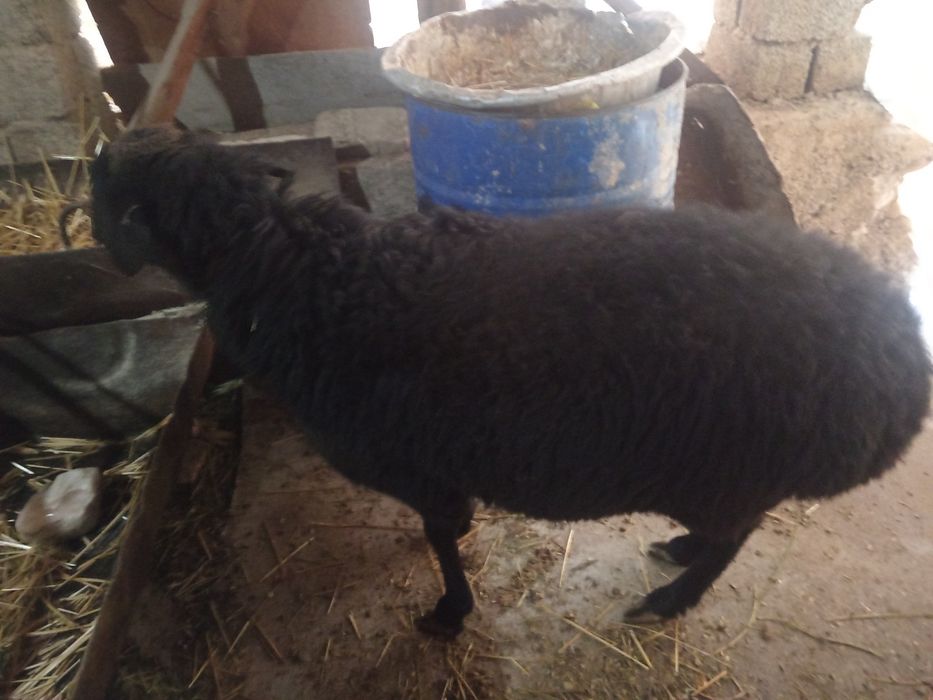 Nasldor Qirgiz qora qoy bogoz sogliq кой Киргиз  кой богоз 2 кат