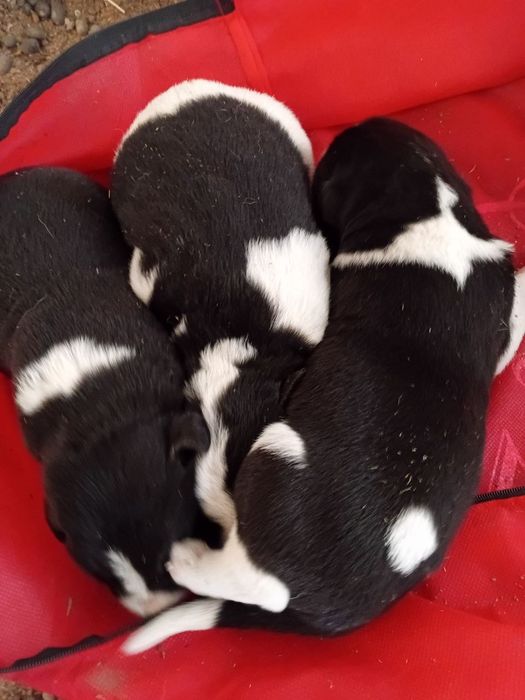 Kuchuk.  Собака.