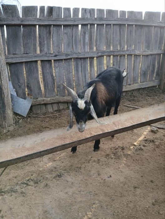 Vând capre AngloLubiane și Alpine Franceze