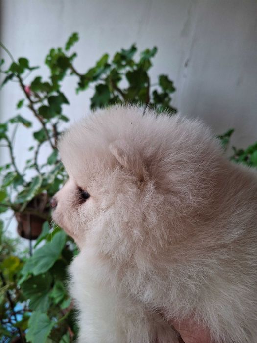 Померан мъжки кученца