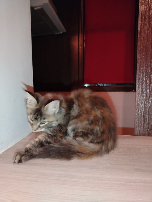 Băiețel Maine Coon XXL