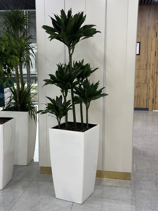 Ofis uchun gullar xonaki gullar