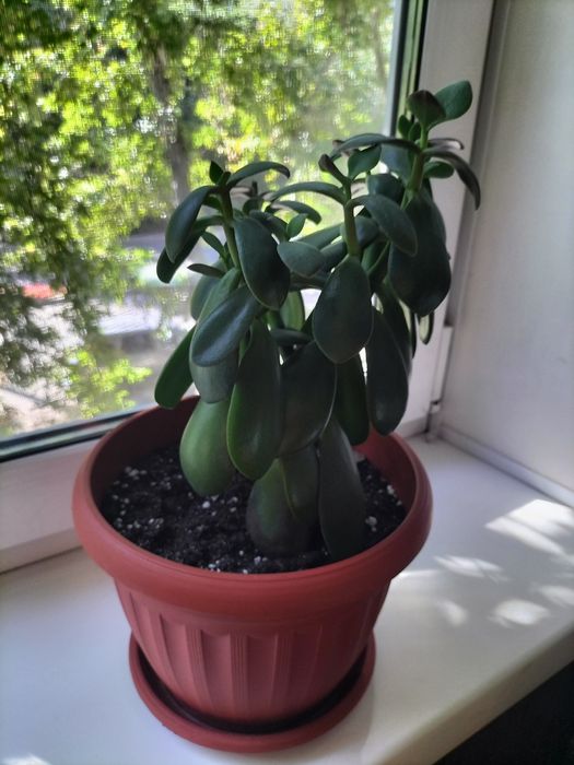 Цветы комнатные.