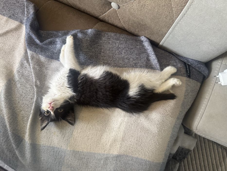 Котик бесплатно