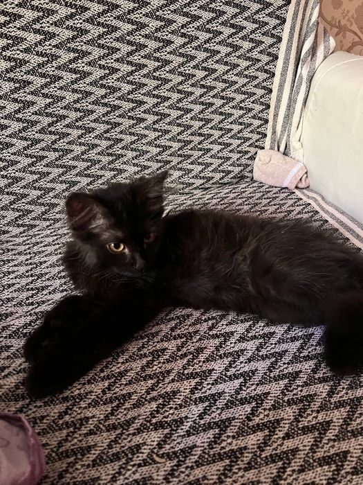 Котенок черный в добрые руки