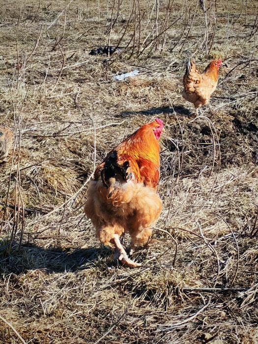 Тауықтар әтеш сатылады