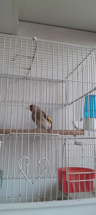 Сава яхши сайриди