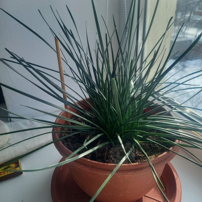 Продам отросток зефирантес