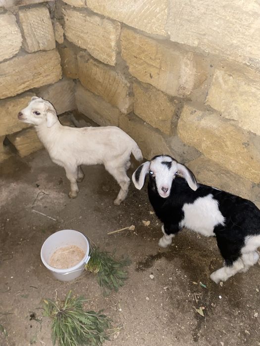 Алпи лақтар сатлады