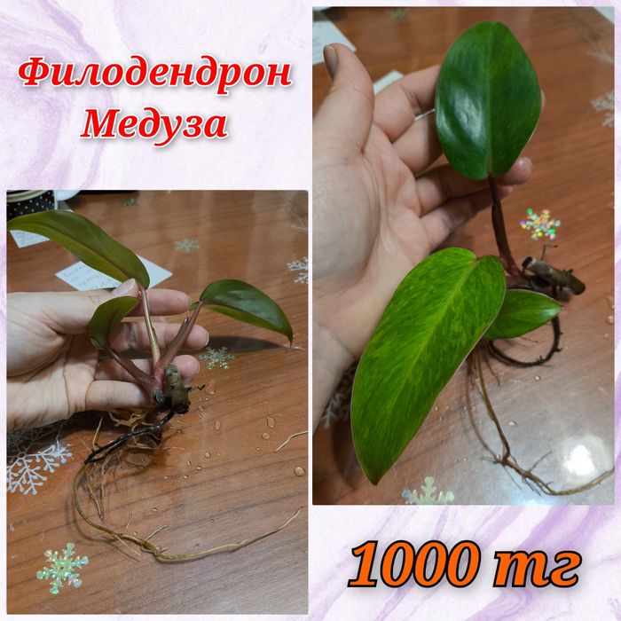 Филодендрон Медуза, Бархатный, Эуфорбия.