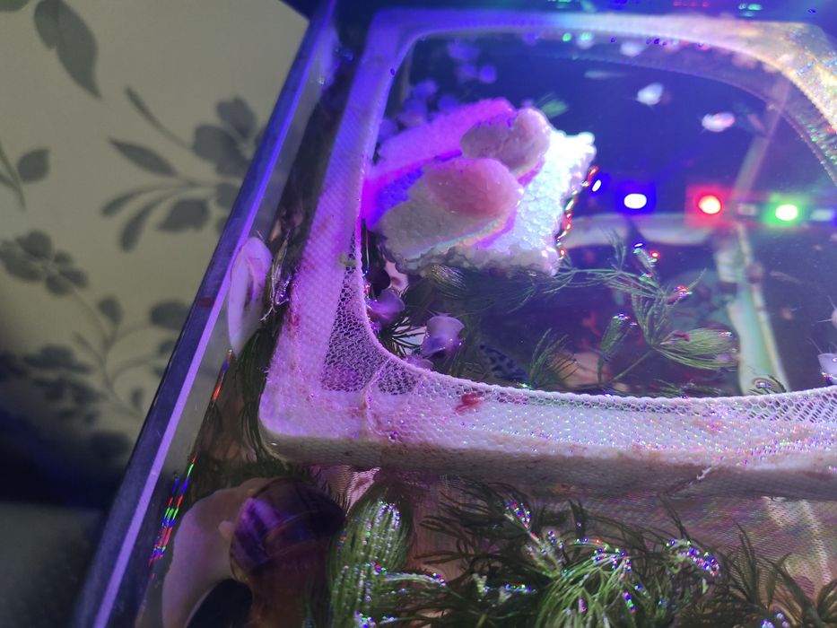 Продам улиток ампулярии