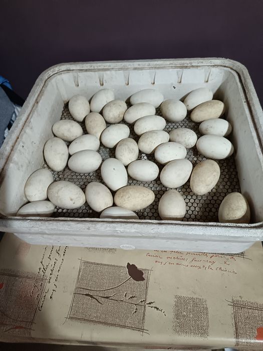 Инкубациони яйца от гъски