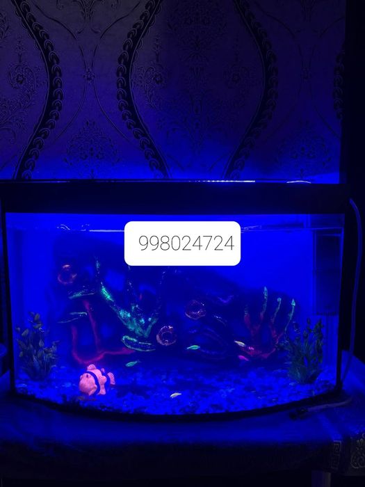 Аквариум  с рыбками