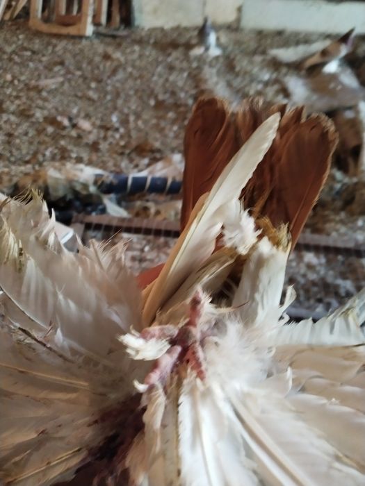 Жолто хвостые персы