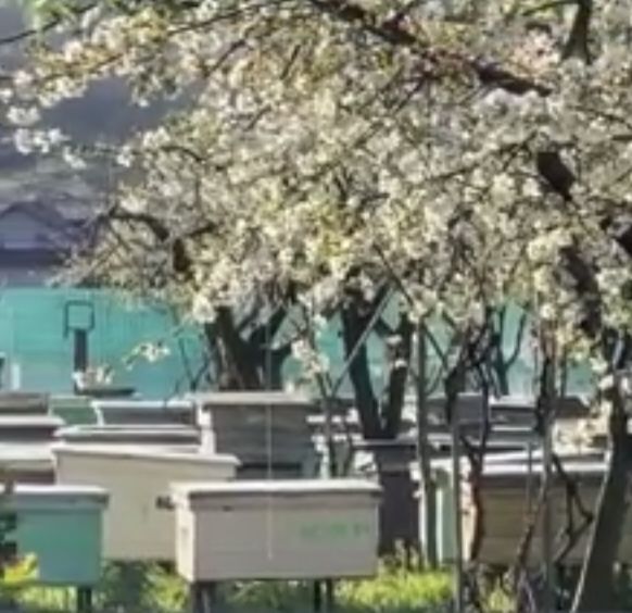 Familii albine sănătoase