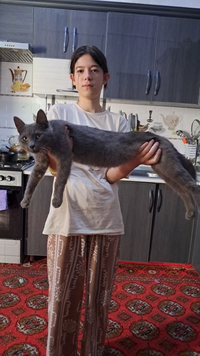 Скотш страйд сотилади тоза кон