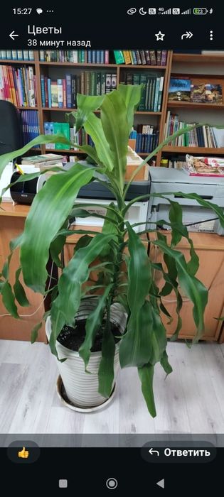 Комнатные цветы от 3000 тенге