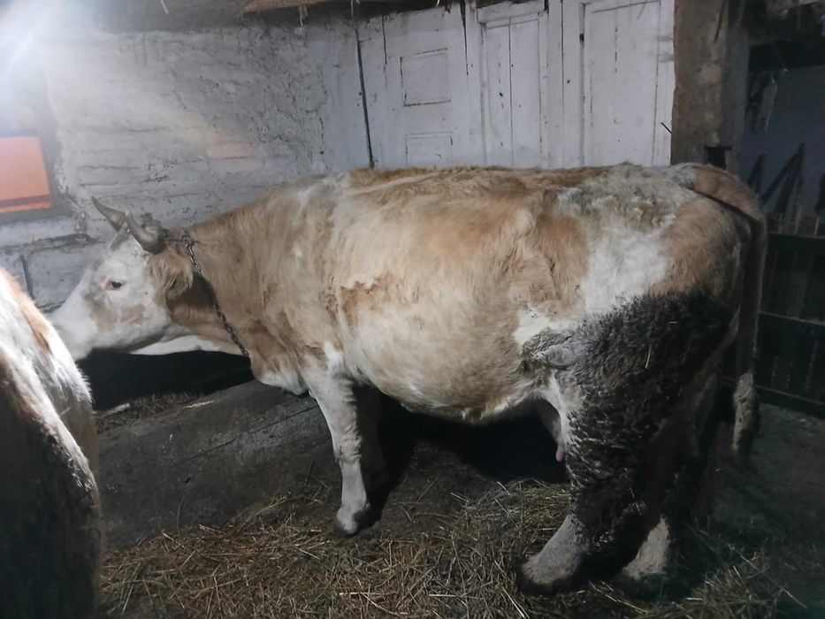 Vând vacă baltata românească