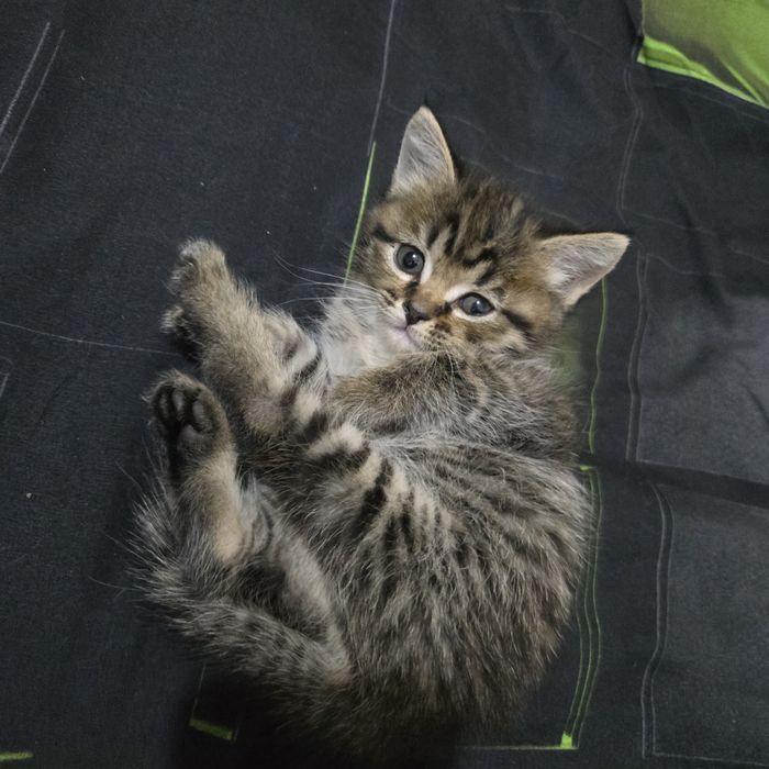 Ищем дом для кошечки с котятами