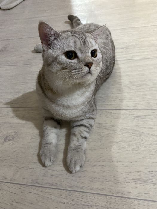 Отдам даром прямоуха