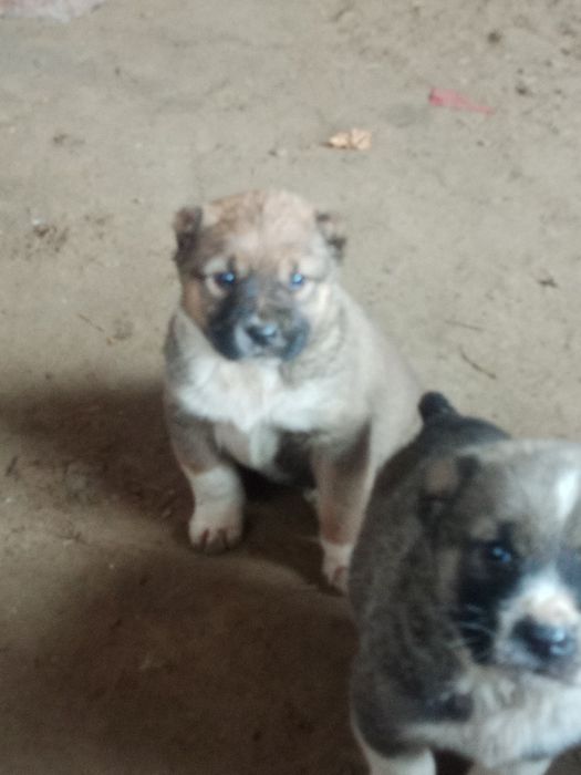 Ұрғашы алабаи күшік сатылады