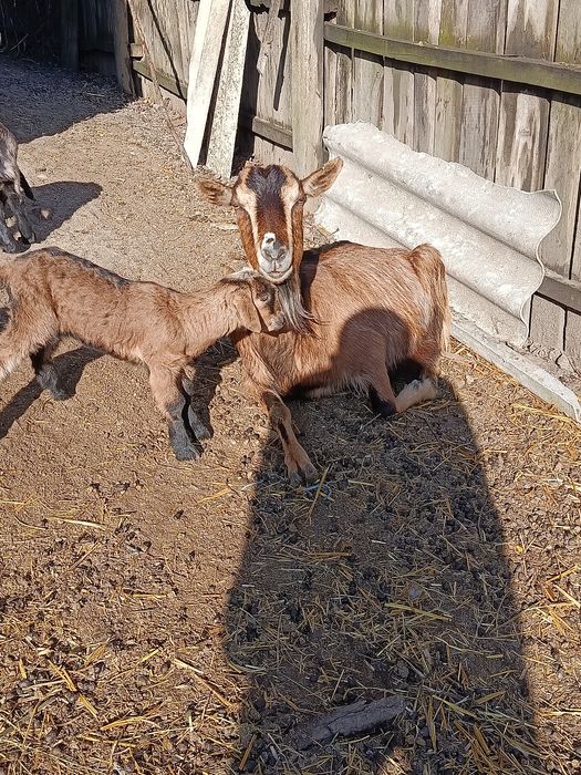 2 capre fătate cu ied