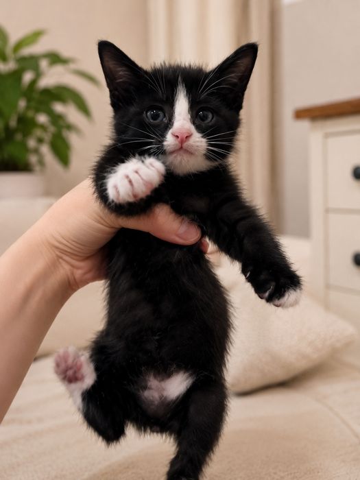Котенок 1,5 месяца