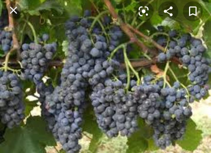 Struguri de vin toate soiurile disponibile