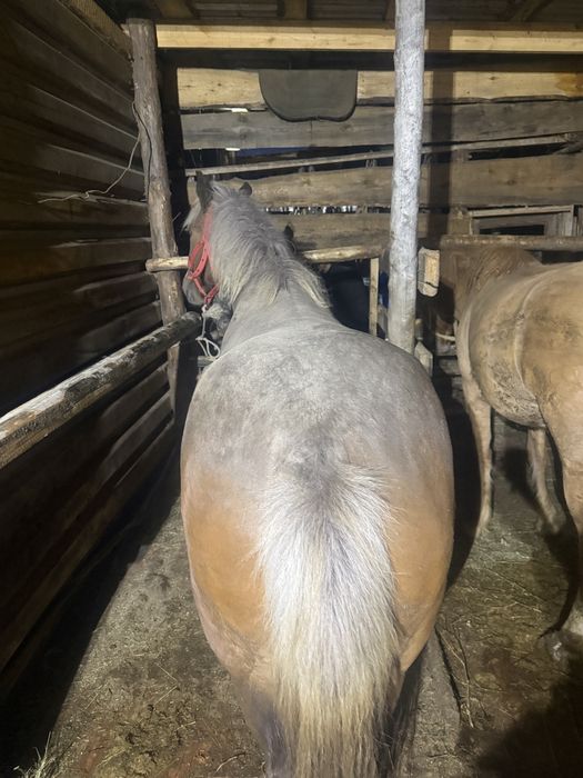 Продам откорм байтал 4жасар