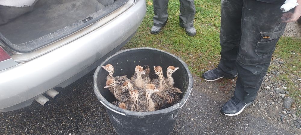 Pui de strut cu deparazitare facuta