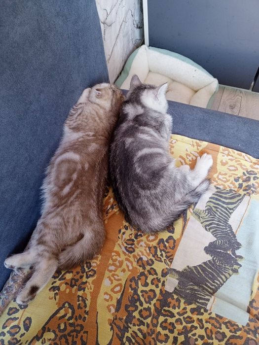 Котята шотланские
