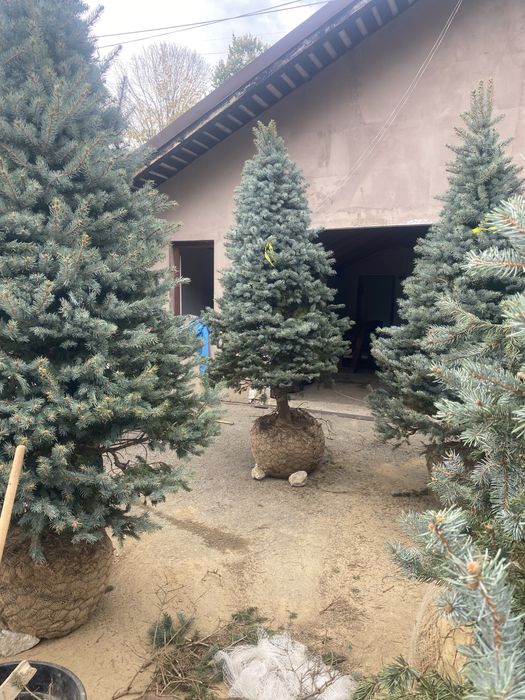 Brazi normandiana argintii