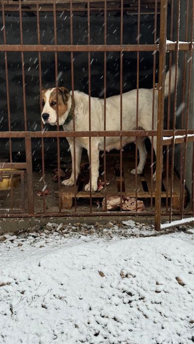 Продается Алабай сучка