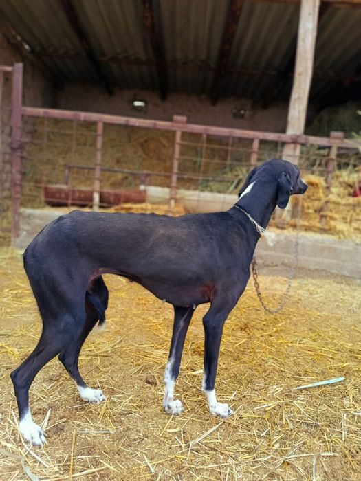 грей.    сатылад