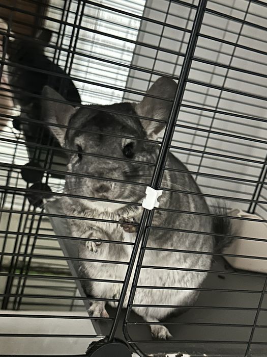 Шиншилла домашняя