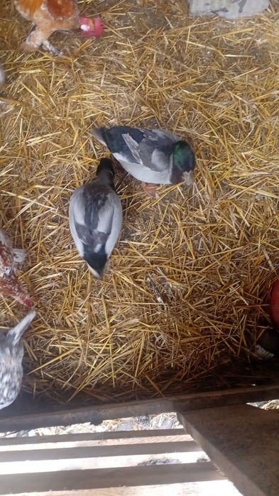 Rate pitici olandeze