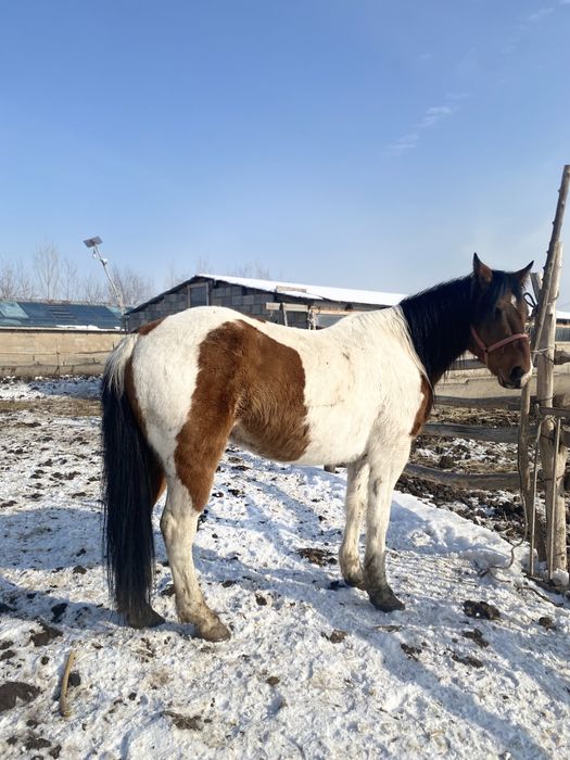 Ат,жылқы,соғым,лошадь