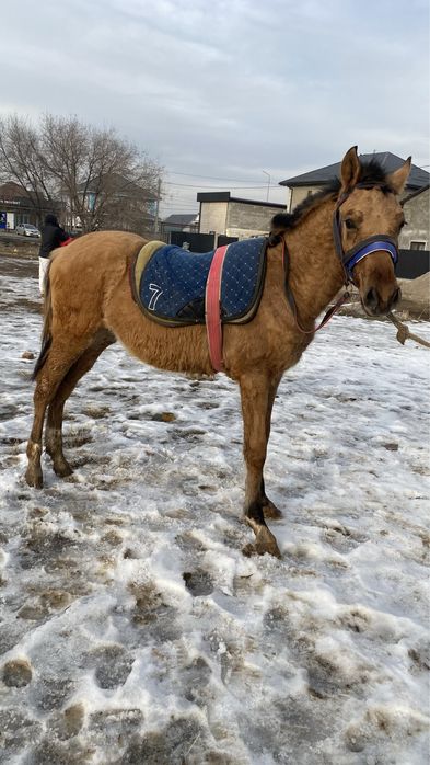 жеребята 8 месяцев